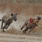 Running hyenas